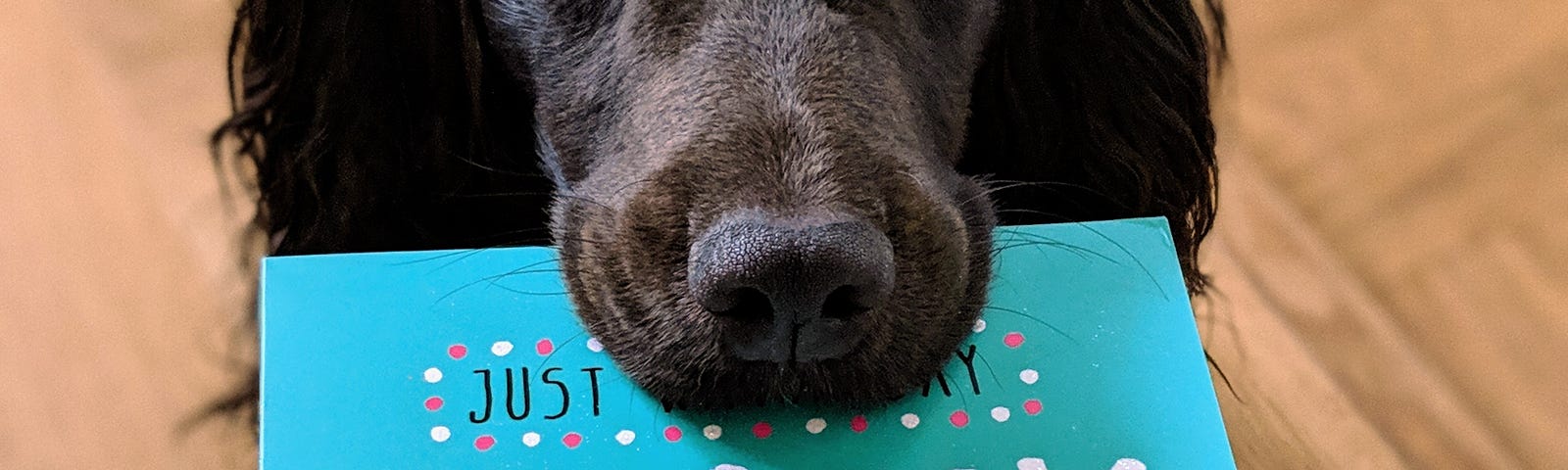 Black dog with a thank you card in his mouth.