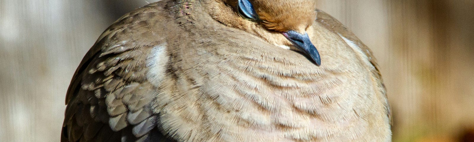 A fluffy, soft, round, sleeping mourning dove.