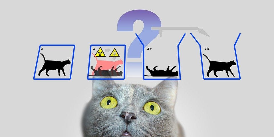 A cat looking confused starting at a model of Schroddinger’s Cat