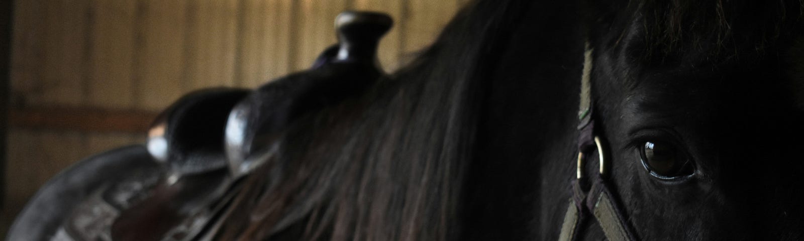 a black horse, close up