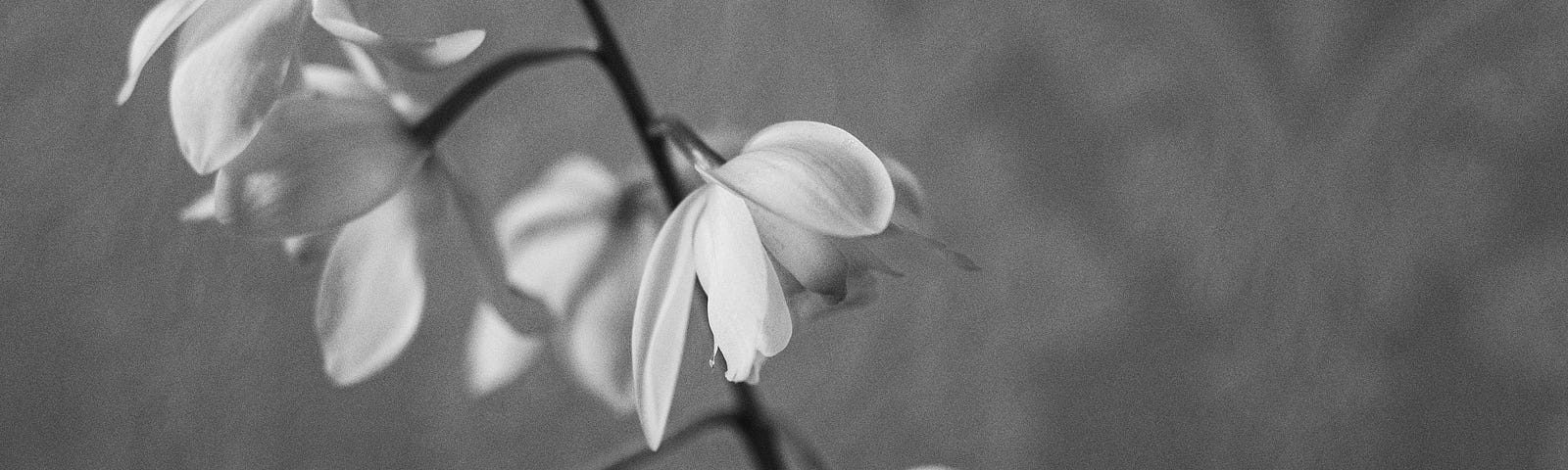 White flower. Black and white photography.