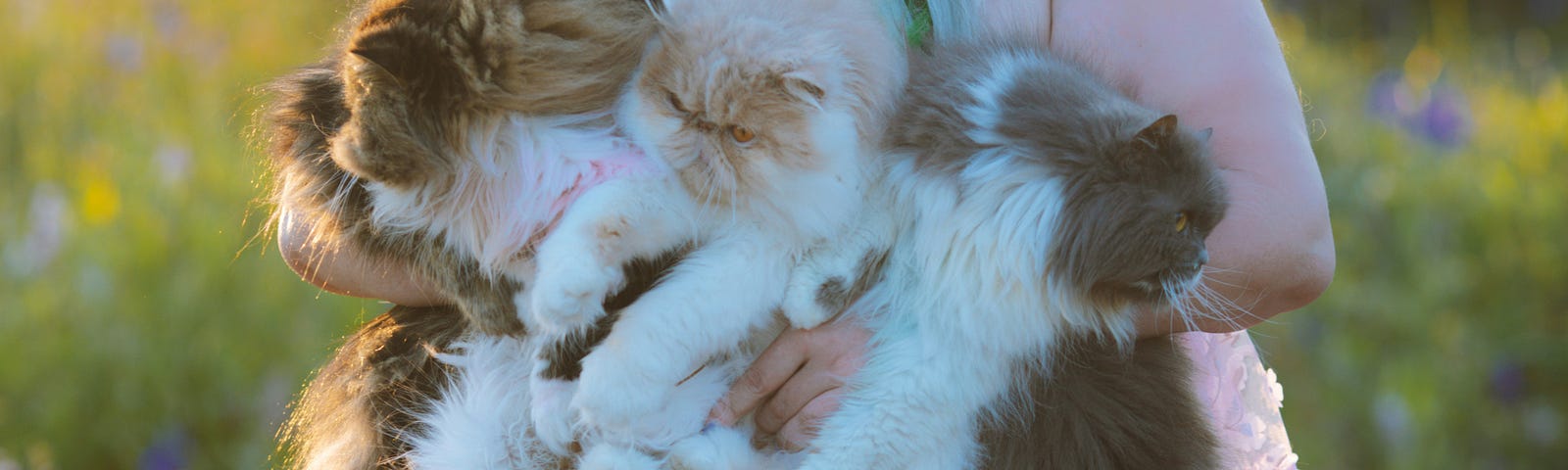 Young, silver haired woman in a pink dress holding four fluffy cats.