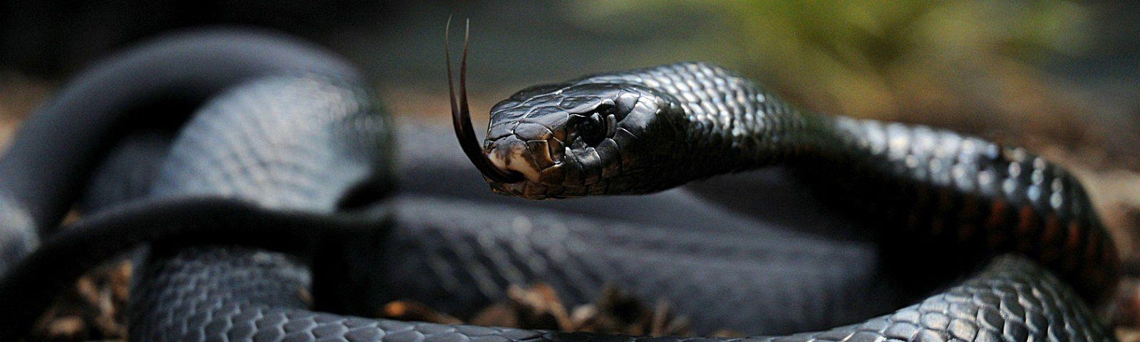 a black mamba snake