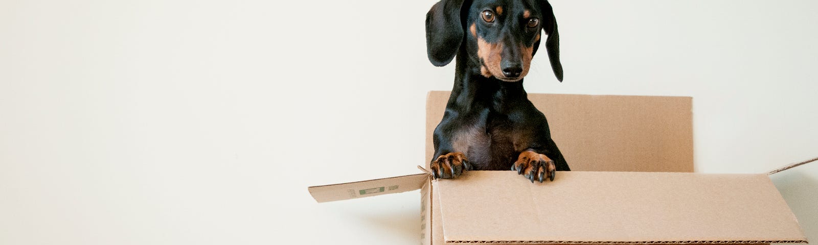 Cute black dog inside a cardboard box.