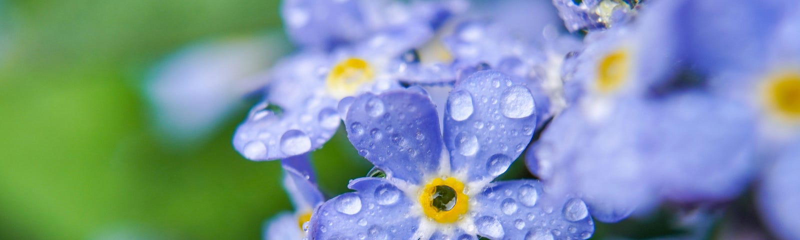 a lovely image of sky-blue forget-me-not flowers with tiny dewdrops and a hazy green background