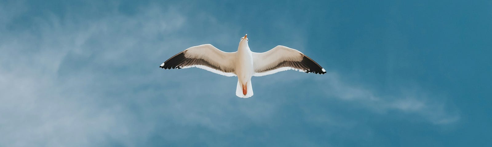 a seagull flying high in the sky- you can see the blue sky all around