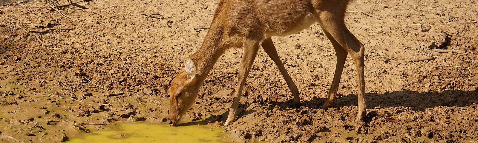 Deer drinking dirty water in drought