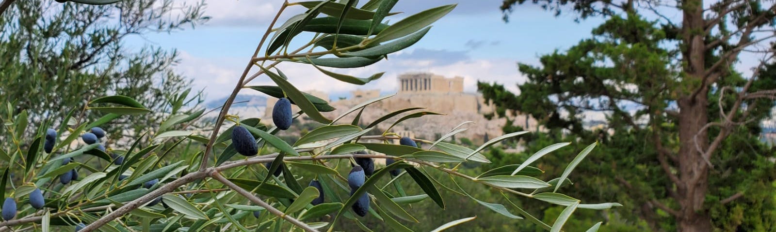 Olive tree with Acropolis view