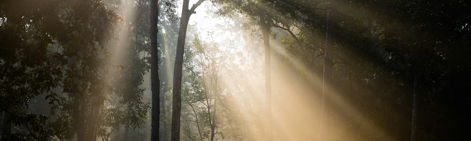 Golden rays of sun flood through a heavy canopy of trees in a forest