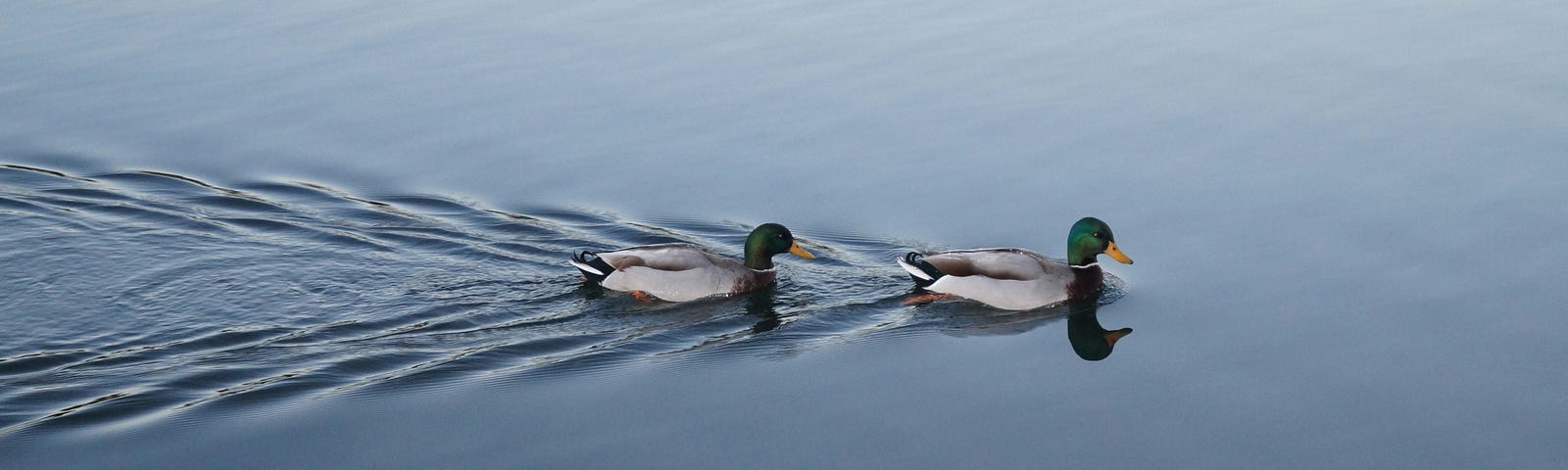 A pair of ducks following each other through water to symbolize the impact of the choice to be a trendsetter and the choice to follow.