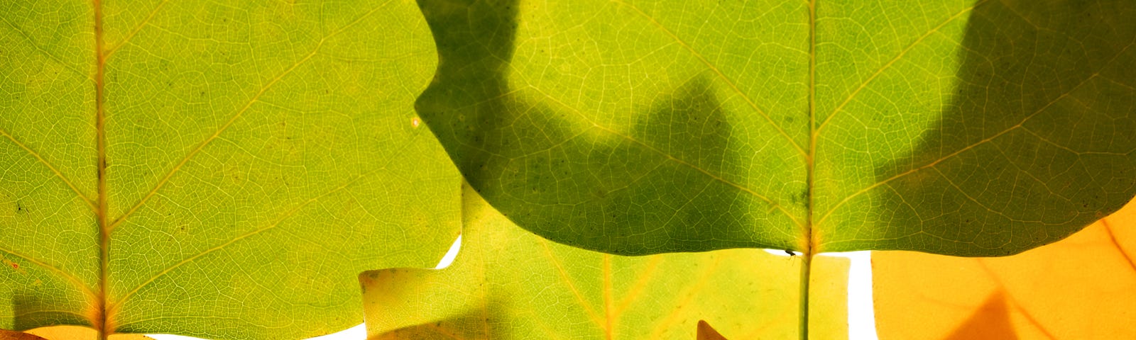 Tulip Tree Leaves