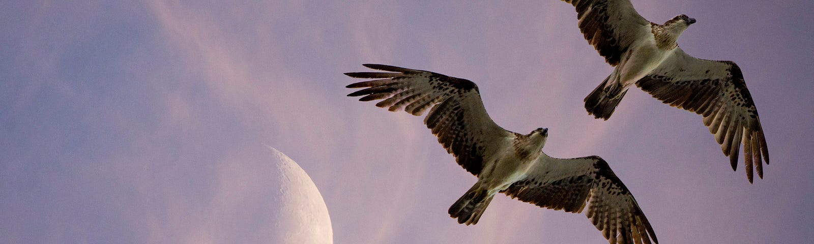 Two large birds soaring against a purple sky, with a half-moon rising.