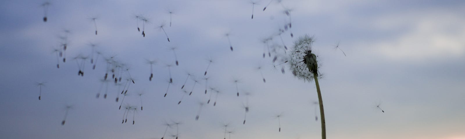 A dandelion gone to seed, held by a single hand, as the wind blows the fluffy seeds away, to dusk’s light shown behind.