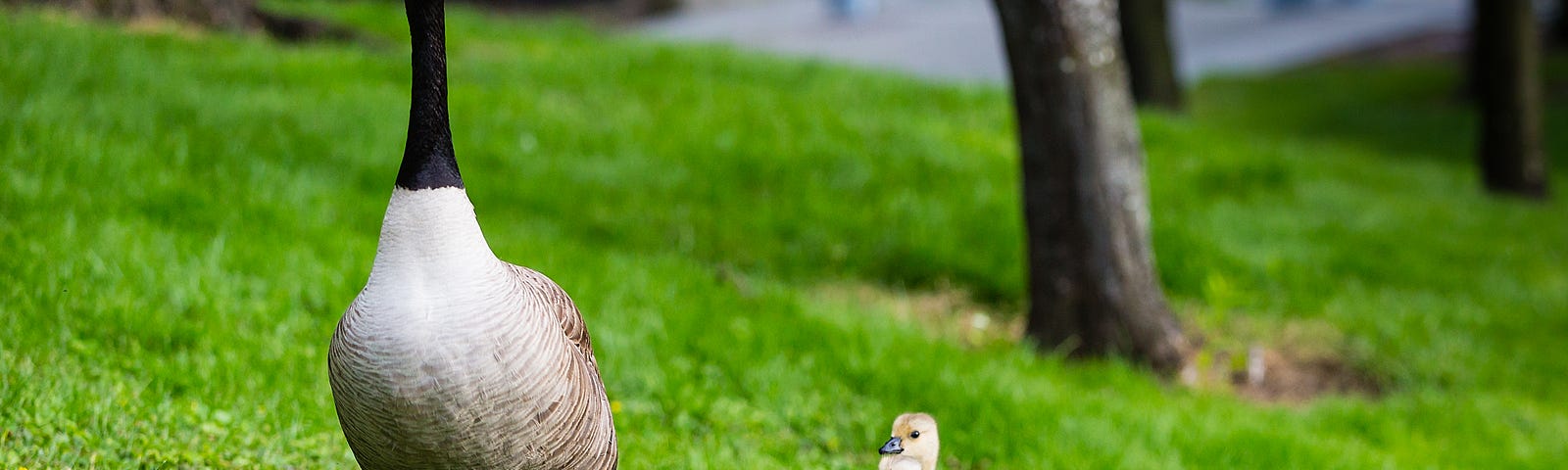 Mother Goose and goslings on grassy lawn
