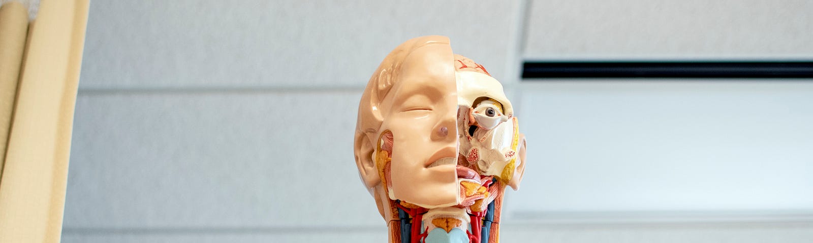 An image of a plastic human anatomy model showing half a human face and half a skull with the various organs and veins exposed.
