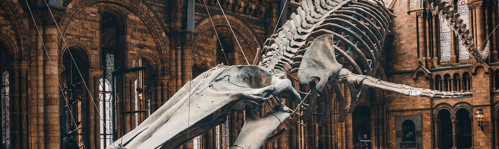 a whale skeleton in a museum