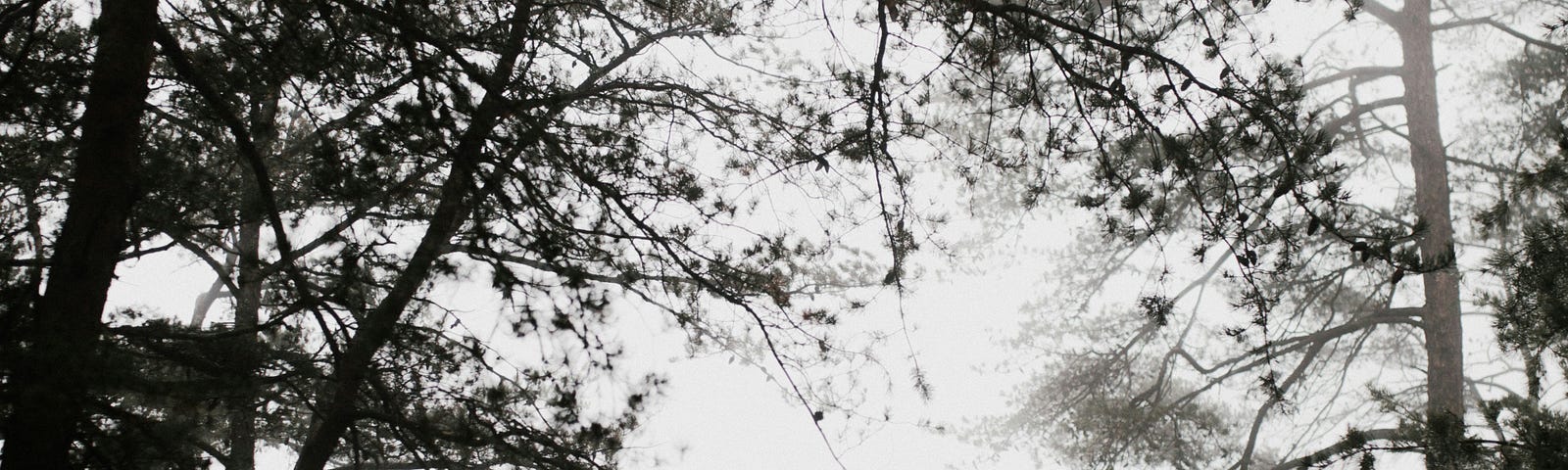 Person with camping gear at an opening in the forest