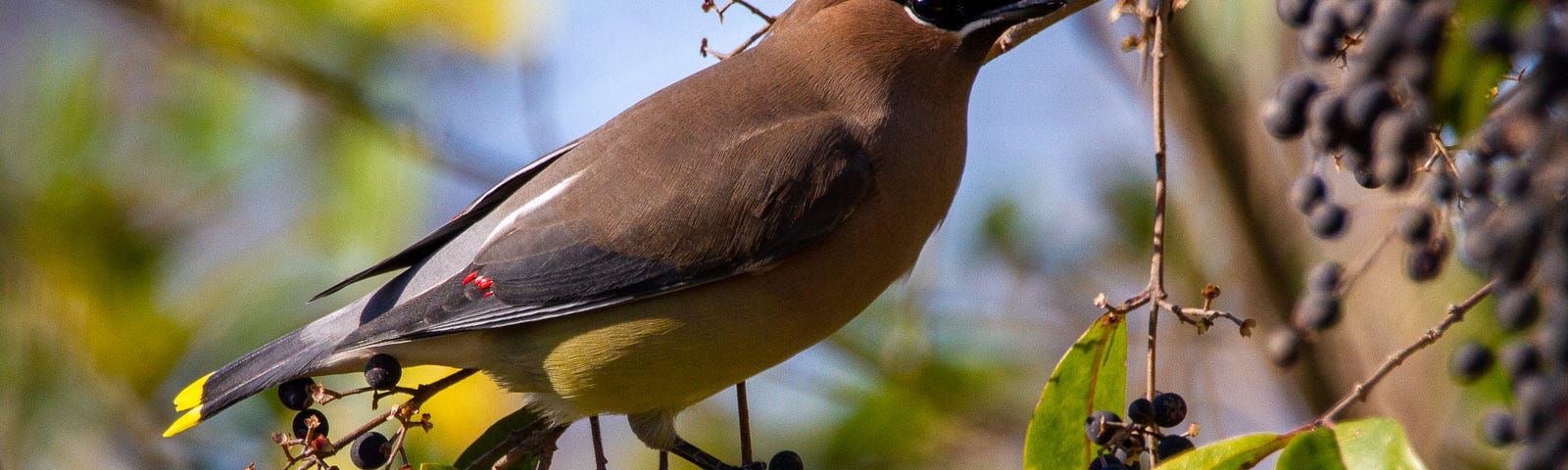 A bird in a berry tree.