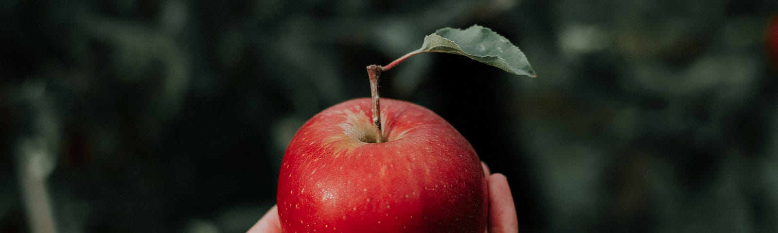 A hand holding a red apple