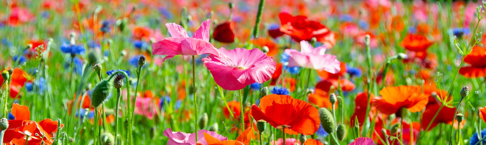 Red, blue, orange and pink wildflowers