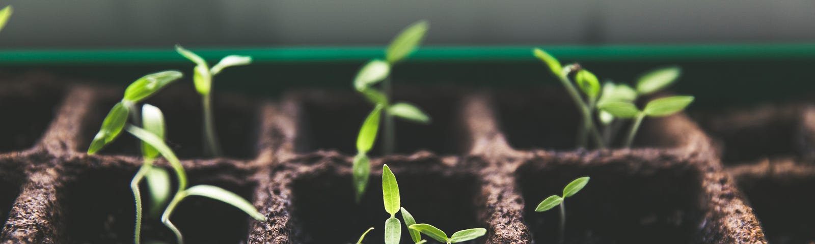 Seedlings in a grid.