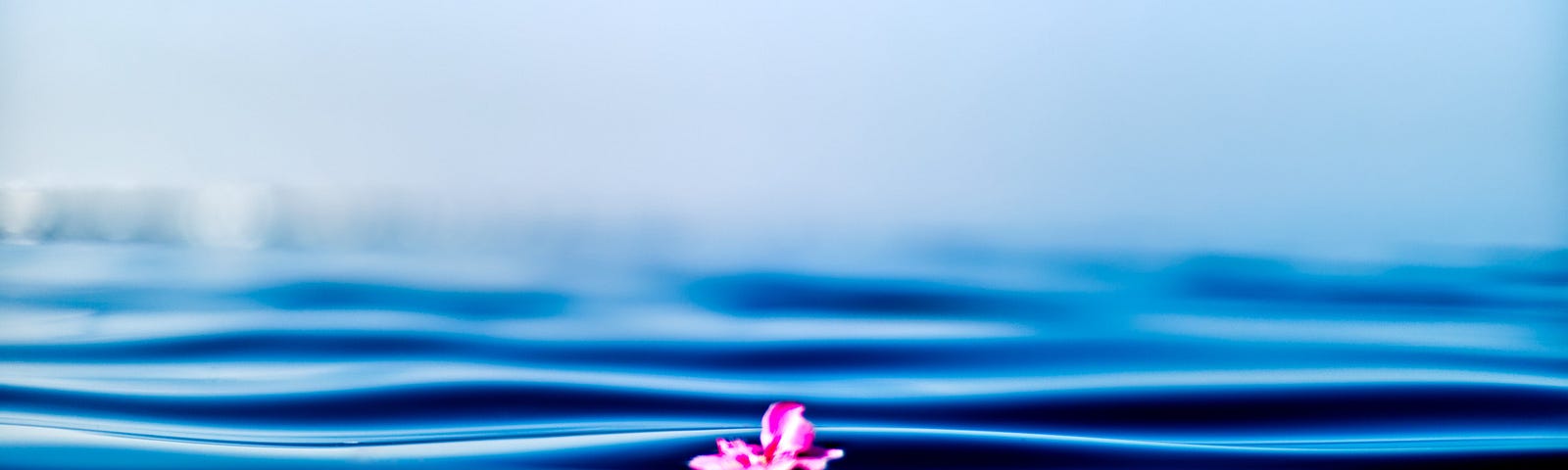 A flower blooming in middle of the waves in a sea signifying peace in the world