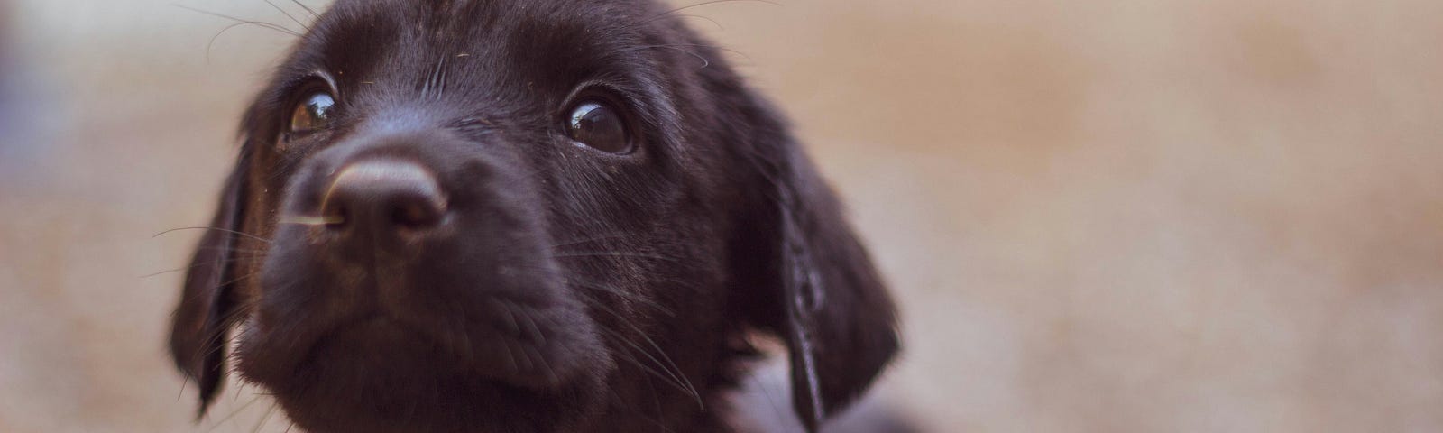 A soulful Black Labrador Retriever puppy