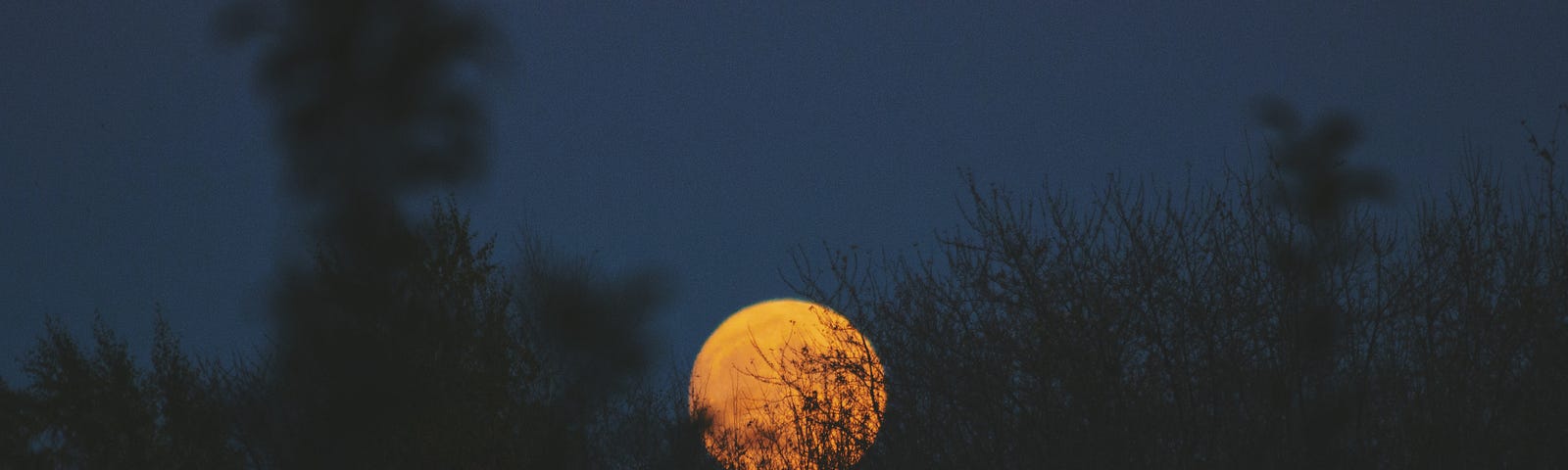 night, dark, darkness, forest, moon