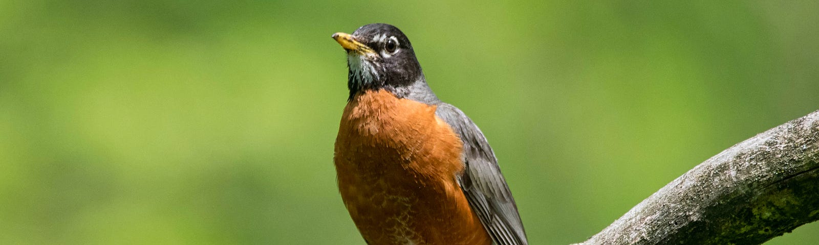 Image of a male Red Robin with his chest out defending his garden territory