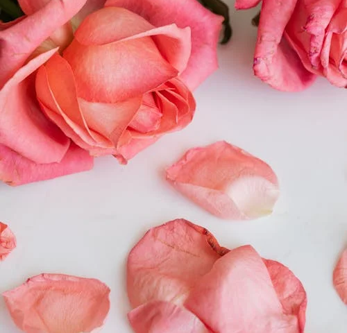 A photograph of dark and light pink roses, green leaves, and petals on a white, smooth surface.