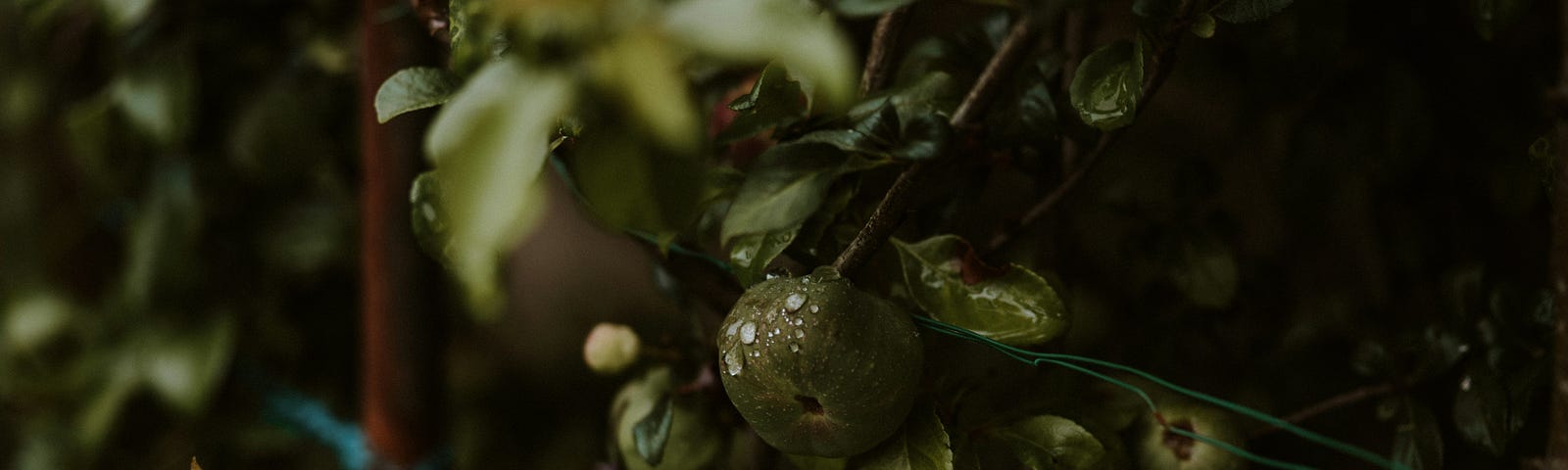 Close up view of a branch of a fruit tree that is slightly wet and very dark green, a rounded dark green fruit growing amidst the leaves