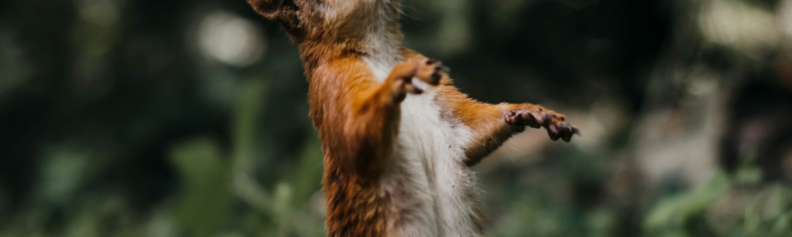 A SQUIRREL IS SEEN