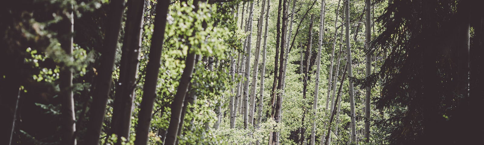 A path through a coastal forest.