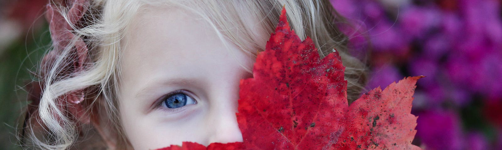 Blond-haired, blue-eyed little girl holding a large red autumn leaf.
