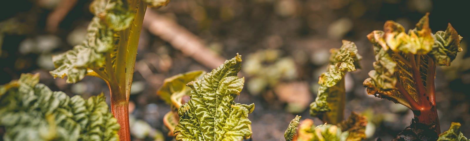 Plants sprouting out of the ground.