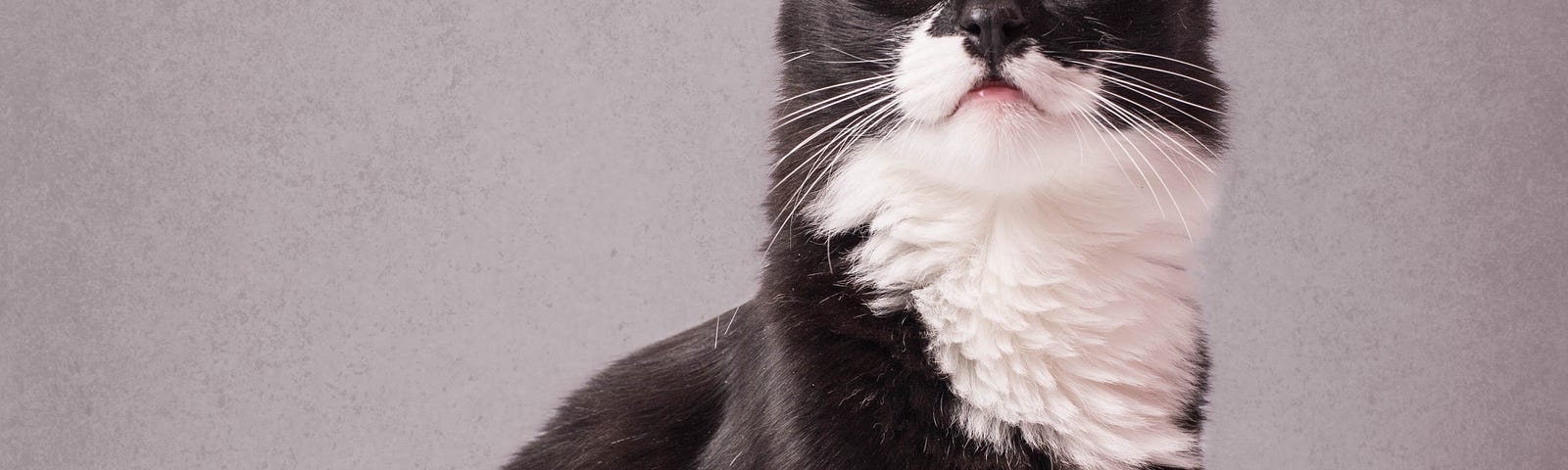 Black and white cat wearing a crown