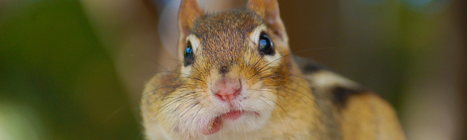 Chipmunk with food in mouth