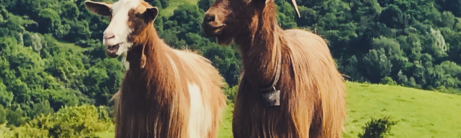 Two goats, presumably on a goat farm.