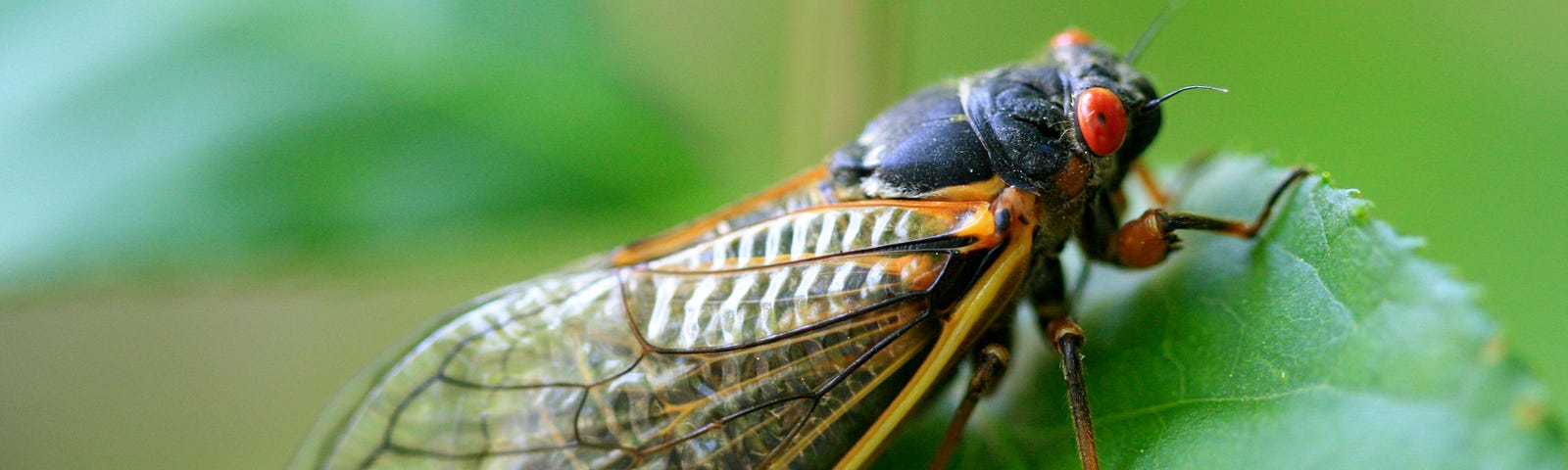 A cicada sits on a leaf.