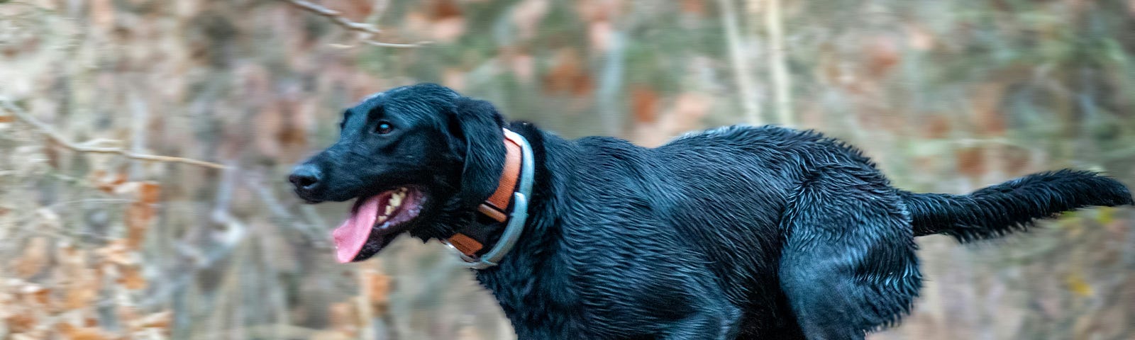 Black Labrador Retriever, running, wet fur, red collar, on edge of a words that is brown for Fall.