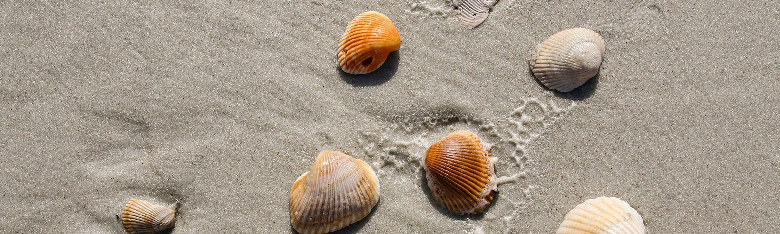 Seashells at a beach