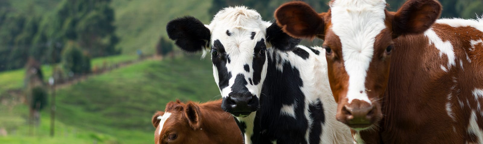 Three cows stand in a grassy field amid rolling countryside, two of them looking into the camera lens