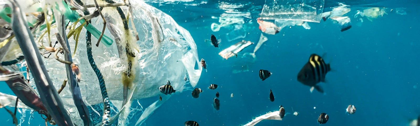 A school of tropical fish check out a bunch of garbage floating in the ocean.