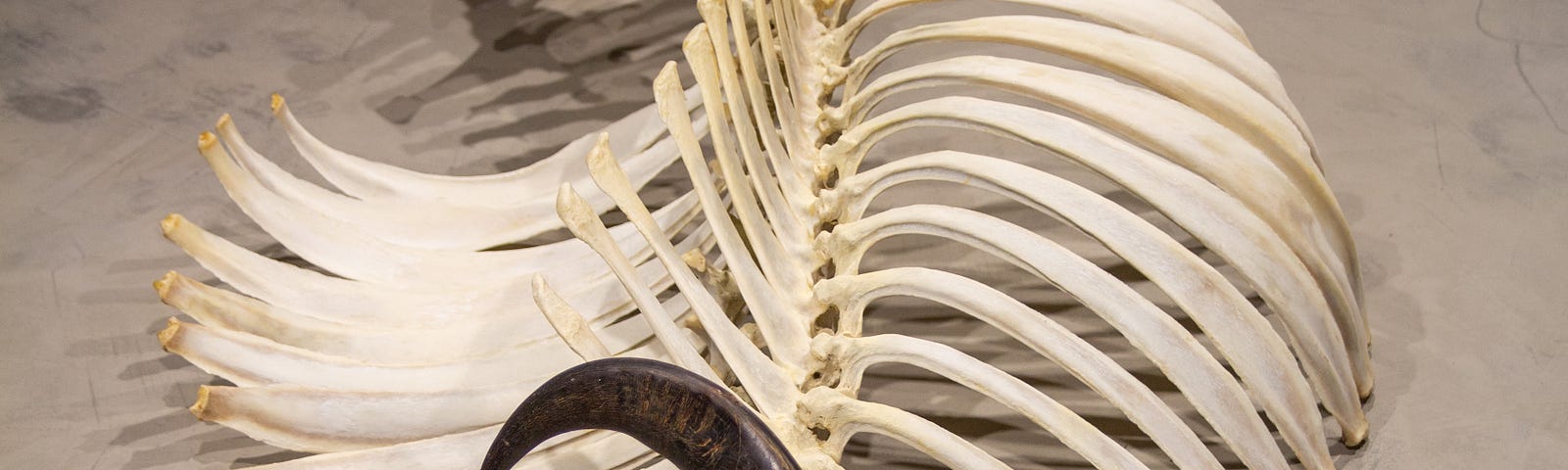 The ribs, spine, and skull of a dead bovine.