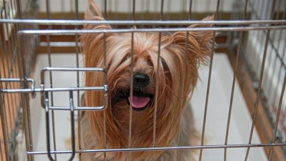 How To Choose The Right Travel Kennel For Your Dog ? | Citizenshipper