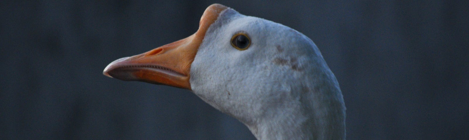 A duck image