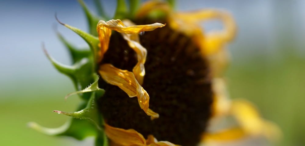 A withered sunflower