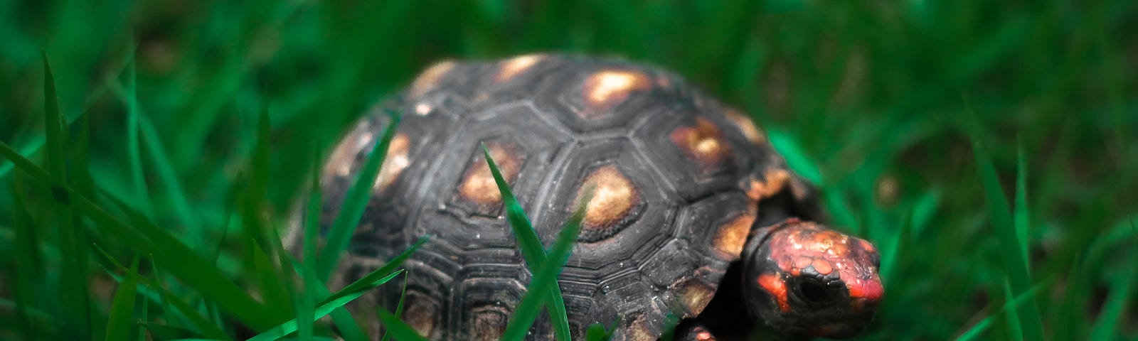 A turtle in grass