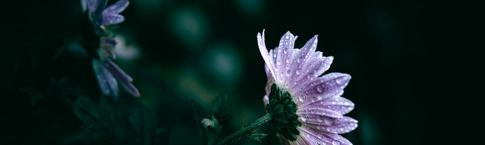 Purple Flower in Rain