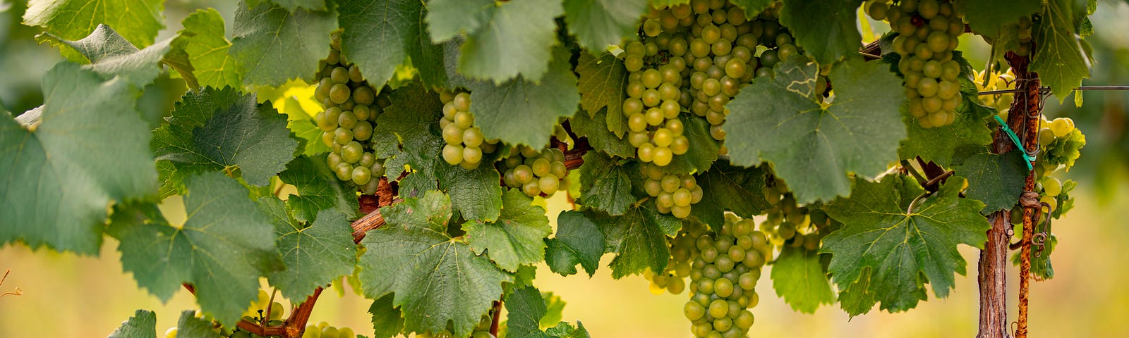 White grapes, or at least, they’re green.